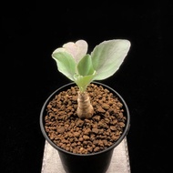 SG2769-大🈹️引の美尻厚敦菊/本地種定🔥多肉植物小盆栽禮物🔥