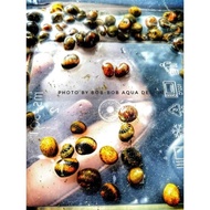 NERITE SNAIL AQUASCAPE CLEANER