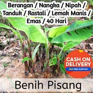 🌱Anak Benih Pokok Pisang/Sulur Pisang/Seedling Banana Plant/Berangan/Emas/Rastali/Nangka/Tanduk/Nipa