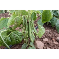 ♞Green Monggo Vegetable Seeds ( 300 seeds ) - Basic Farm House