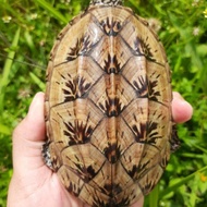 Kura Mexican Giant Musk Mgm Turtle Bukan Red Cheek White Throat Cerah