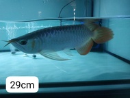 Ikan Arwana Super Red 29 cm