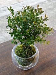 小葉赤楠木（連盤）