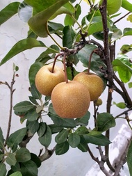 Bibit buah pir berbunga