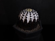 黑王丸(中)/仿生植物/塊根/居家擺飾/水泥飾品