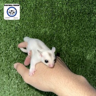 Sugar Glider TPM True Platinum Mozaik