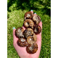 Ammonite fossil stone /natural crystal stone(small)