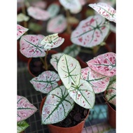 House plant - Caladium Strawberry Star