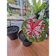 Keladi Bomba - anak pokok keladi - keladi thailand - keladii viral