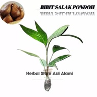 Bibit salak pondoh super unggul/bibit pohon salak BB08