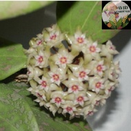 Avid Gardener <Hoya> Hoya verticillata IML 1618/  Hoya Wibergiae