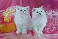 โปสเตอร์ แมว Cat สัตว์เลี้ยง น่ารัก รูป ภาพ วิว ติดผนัง สวยๆ poster 34.5 x 23.5 นิ้ว (88 x 60 ซม.โดยประมาณ)