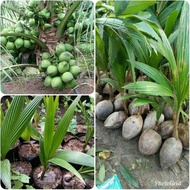 Bibit Buah Kelapa Hibrida Hijau Bibit Kelapa Hijau