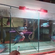 ikan louhan srd lokal grade a ikan cichlid jenong single predator