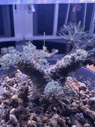 白皮月界