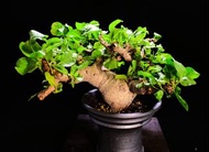 #331 白皮地丁橄欖 Commiphora drake / 另售塊根植物、象牙宮、龜甲龍、念珠橄欖、橄欖樹、象足漆樹