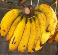 pisang raja 1 sisir