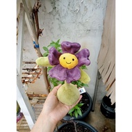 Jellycat Amuseable Pansy by jelly cat