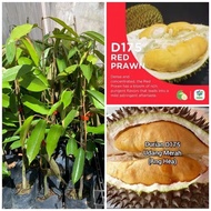 🌱Anak Pokok DURIAN UDANG MERAH D175🌱