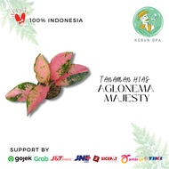 Tanaman Hias Indoor Aglonema Majesty/Tanaman Hidup Aglo Majesty