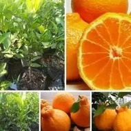 bibit jeruk dekopon okulasi tanaman buah jeruk pohon jeruk non bibiji