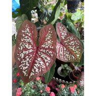 AB Nursery - Thai Caladium Payamol/ Phayamon (Keladi Thai Hybrid)