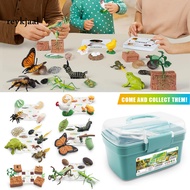 Life Cycle of Frogs Life Cycle Toy Set Interactive Life Cycle Learning Toys for Kids Frog Butterfly Chicken Mantis Bee Plants Educational Figurines Southeast Favorite