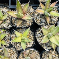 Rainxpluie 知雨若泥 多肉植物•龍舌蘭•agave purpusorum