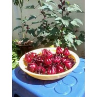 Anak Pokok Roselle Merah