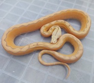 Ular Albino Motley Platinum Retic. Female, Top Quality