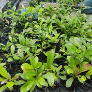 ANAK POKOK AJAIB/MIRACLEBERRY