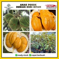 🔥💥 Pokok DURIAN DURI HITAM D200 ochee blackthorn pokok durian cepat berbuah