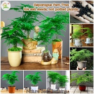 [Fast Germination] Asparagus Fern Tree Seeds Bonsai Tree Live Plants Gardening Flower Seeds