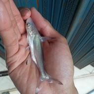 hiasan aquarium ikan gk genghiskhan hiu air tawar