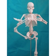 Human Skeleton Model 45 85CM Skeleton Model Human Spine Model Spine Model Medical Skeleton Skeleton