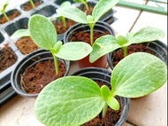 嫁接8424西瓜苗/日本小玉西瓜苗