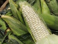 AGRO HIGHLANDS MART Set Jagung Susu ✓ White Corn Jagung 100% Tanah Cameron Highlands Highland Segar 