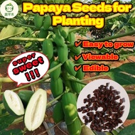 5 Pcs Per Pack Sweet Papaya Seeds Papaya Seeds Papaya Fruit Seeds Papaya Fruit Seeds Papaya Fruit Se