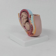 Human Pregnancy Fetal Development 9Th Month Embryonic Pelvic Model Fetus Foetus Pregnancy Anatomy Of