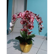 The Orchid by EyMan TieyHa