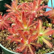 Garden Decoration Drosera gracogolensis | CatchyFlora