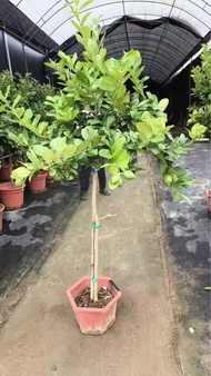 高180cm檸檬樹果樹｜綠植盆栽家居辦公室酒店商場綠化美化環境