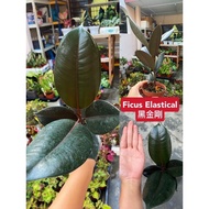 🔥🔥Hot Item🔥🔥Pokok Ficus Elastical/Pokok Getah/ / Anak pokok Elastical/ 黑金钢/Outdoor Plant/