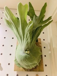超大女王鹿角蕨