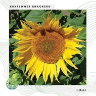 Benih Bibit Biji - Sunflower Snackers Bunga Matahari Jumbo Penghasil Kuaci Flower Seeds - IMPORT