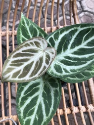 Anthurium Silver blush x forgetii