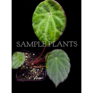 Begonia scapigera （Rare plants）terrarium plant