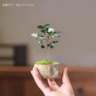 Murraya Paniculata Bonsai | Evergreen | Fragrant |Formaldehyde Removing |Easy Care Indoor Desk Plant