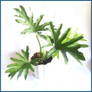◵ ⇩ ┳ Philodendron Selloum (Sahod Yaman) Live Plant (1 Pc), Plus FREE Philodendron Micans