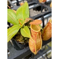 Nepenthes Gaya Tropical Pitcher Plants 盖亚猪笼草 - Live Carnivorous plants